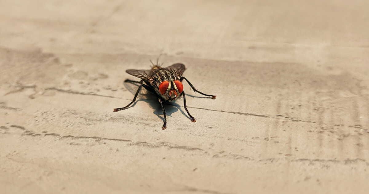 Éloignez les mouches de votre maison avec cette astuce naturelle