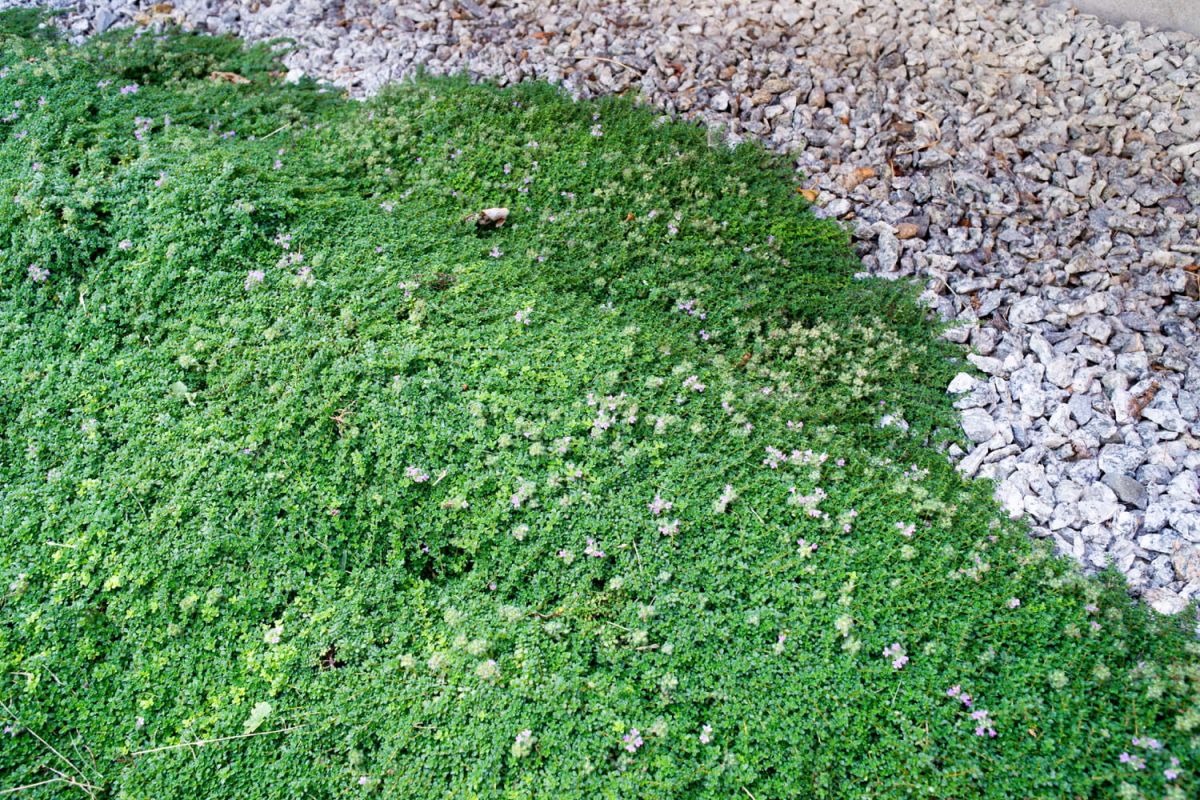 Découvrez le thym serpolet : la solution parfaite pour un jardin sans entretien