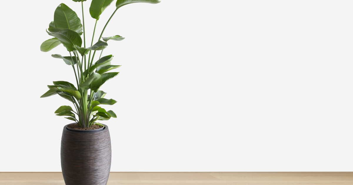 Transformez votre intérieur avec des plantes d'intérieur majestueuses