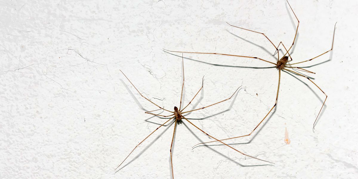 Des solutions naturelles pour repousser les araignées de votre intérieur