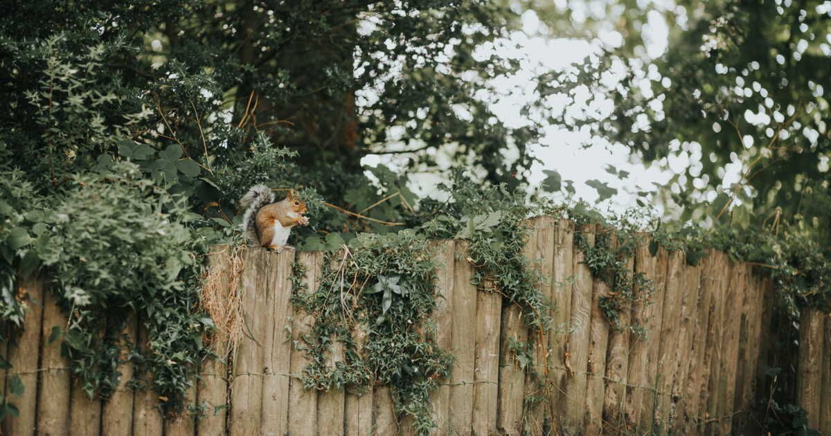 Les règles à respecter pour clôturer son terrain