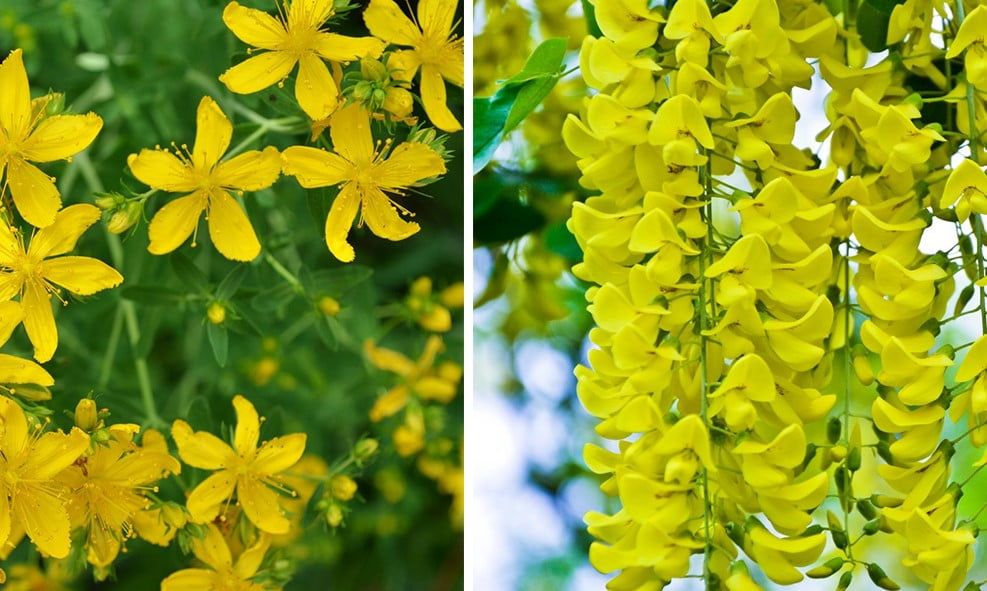 Les fleurs jaunes qui embellissent votre jardin