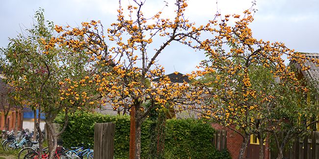 Des vergers urbains : quand les villes redécouvrent la production fruitière