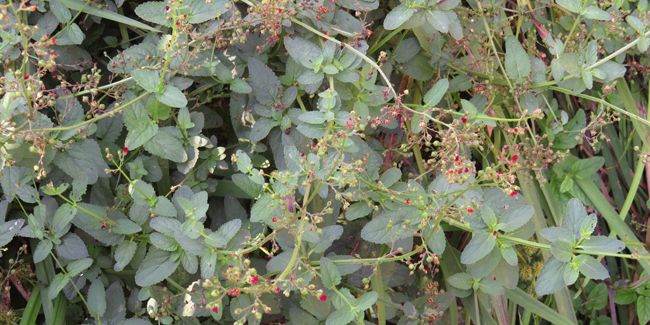 Scrofulaire à oreillettes : une plante aux multiples vertus