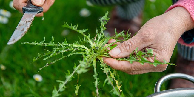 Transformez votre jardin avec le purin de pissenlit