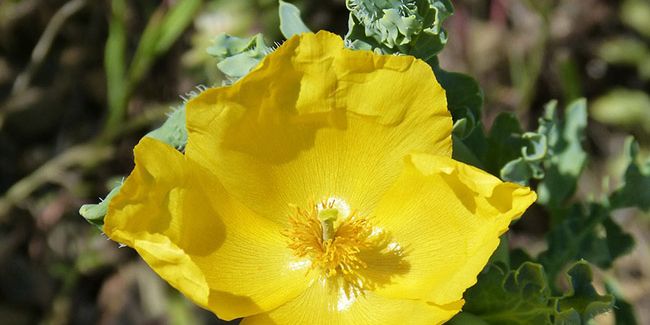 Pavot cornu (Glaucium favum) : une étoile du littoral