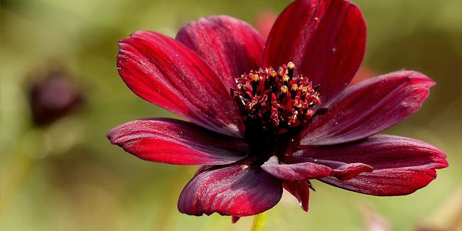 Le cosmos chocolat : une pépite du jardin