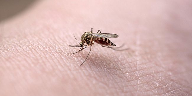 Comment faire disparaître les moustiques de votre été