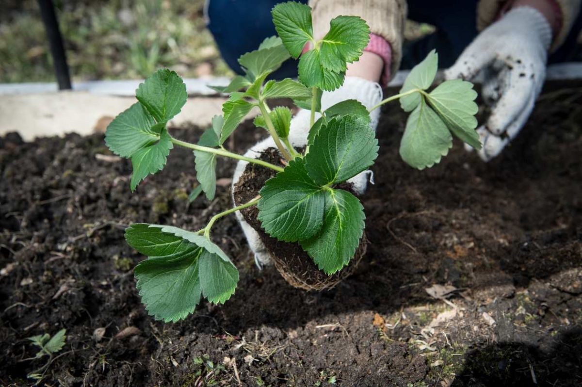 Récoltez des fruits dès le printemps : 5 variétés à planter en septembre