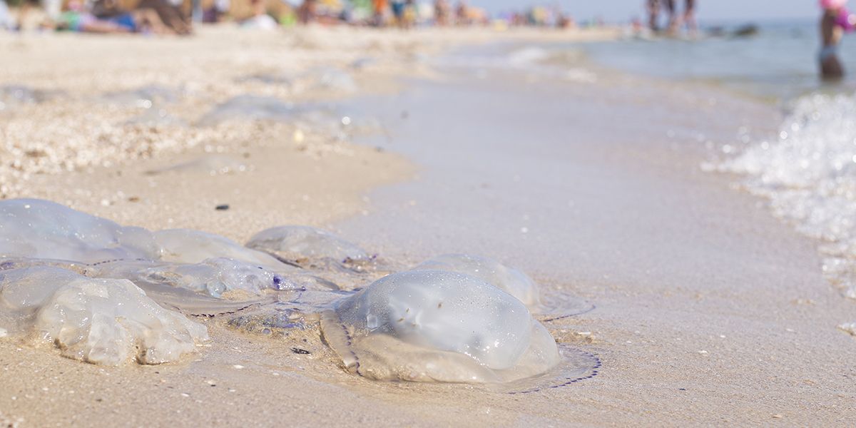 Les piqûres de méduse : un fléau estival et ses mythes