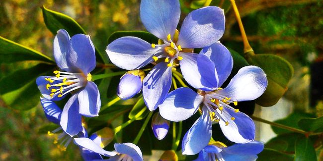 Plongée dans les secrets du gaïac, l'huile essentielle aux multiples vertus