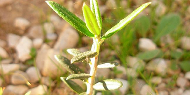Guide pratique pour bouturer un olivier avec succès