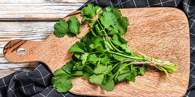Coriandre : l'aromate aux multiples vertus santé