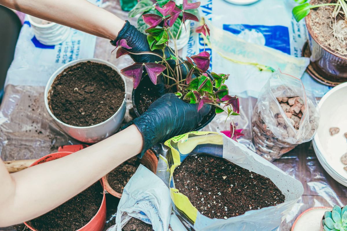 Choisir le terreau parfait pour des plantes épanouies