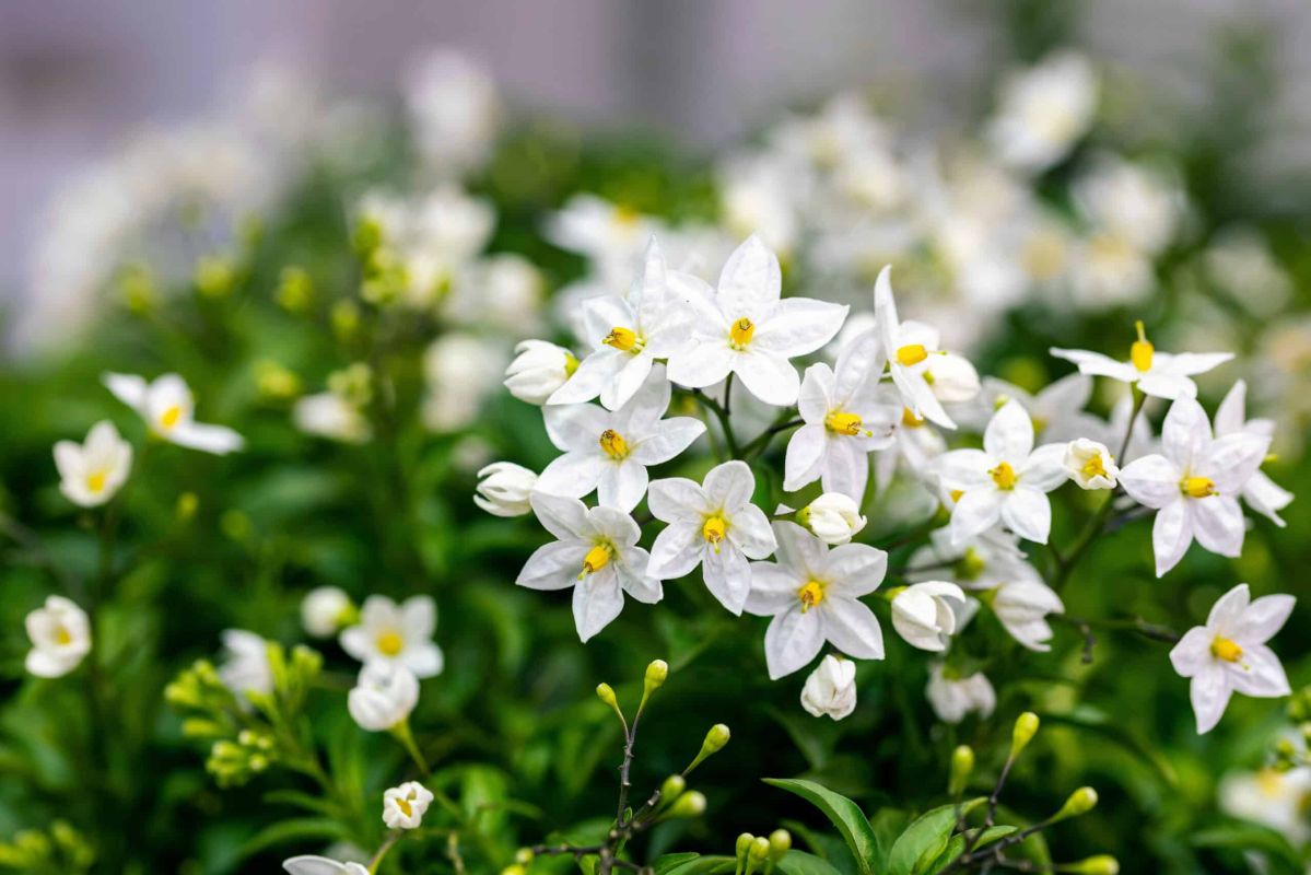 Multiplier le jasmin cet été : notre guide simple et efficace pour réussir