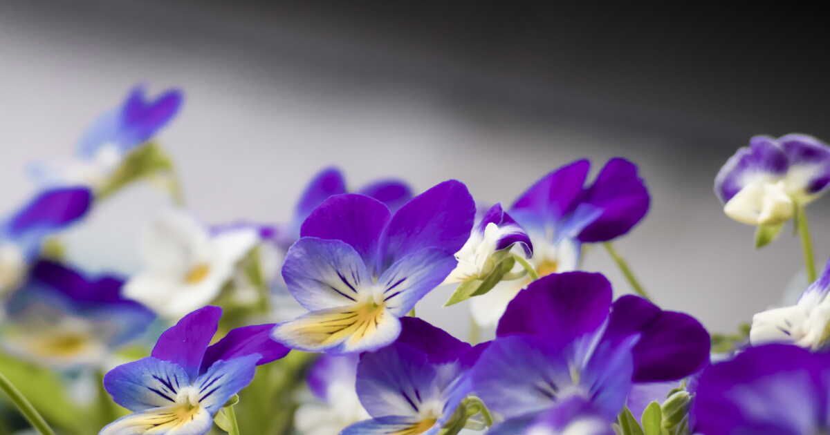 À la découverte de la violette : un ingrédient floral pour vos plats