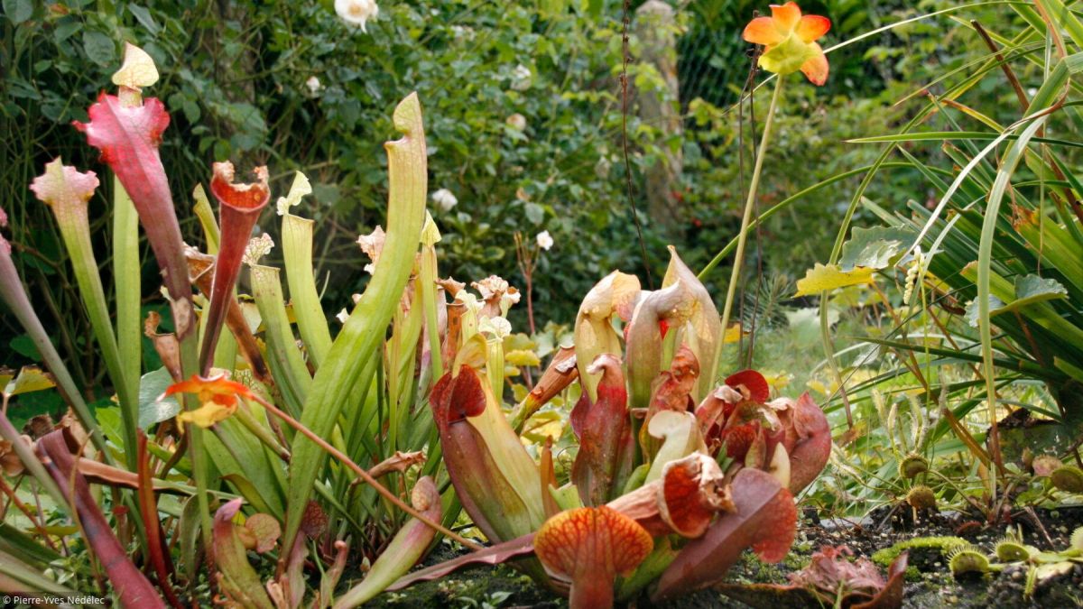 À la découverte des fascinantes plantes carnivores