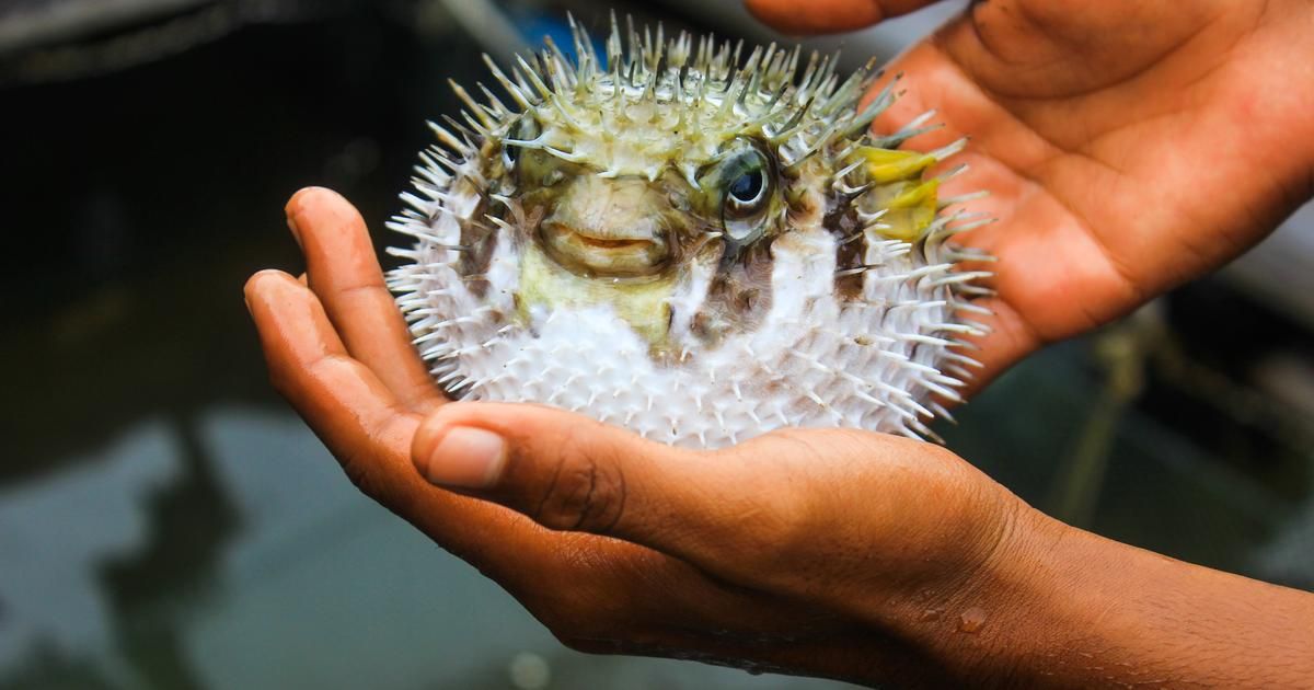 Le fugu : un délice à la dangerosité inédite