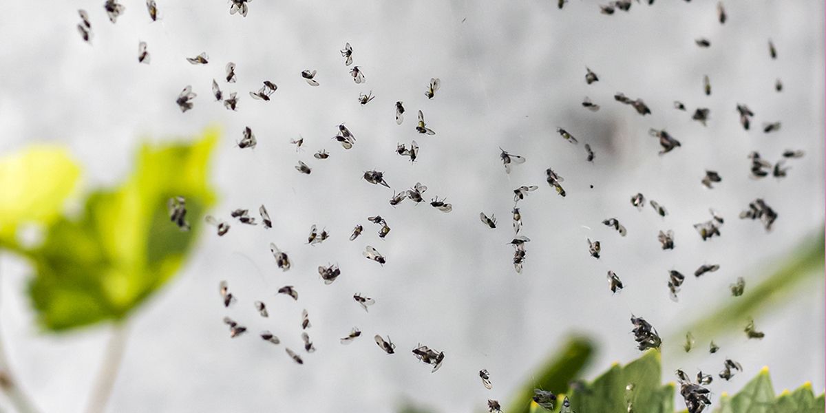 Comment trouver le nid de moucherons qui envahissent la maison ?