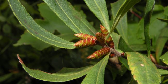 Piment royal (Myrica gale), le myrte des marais