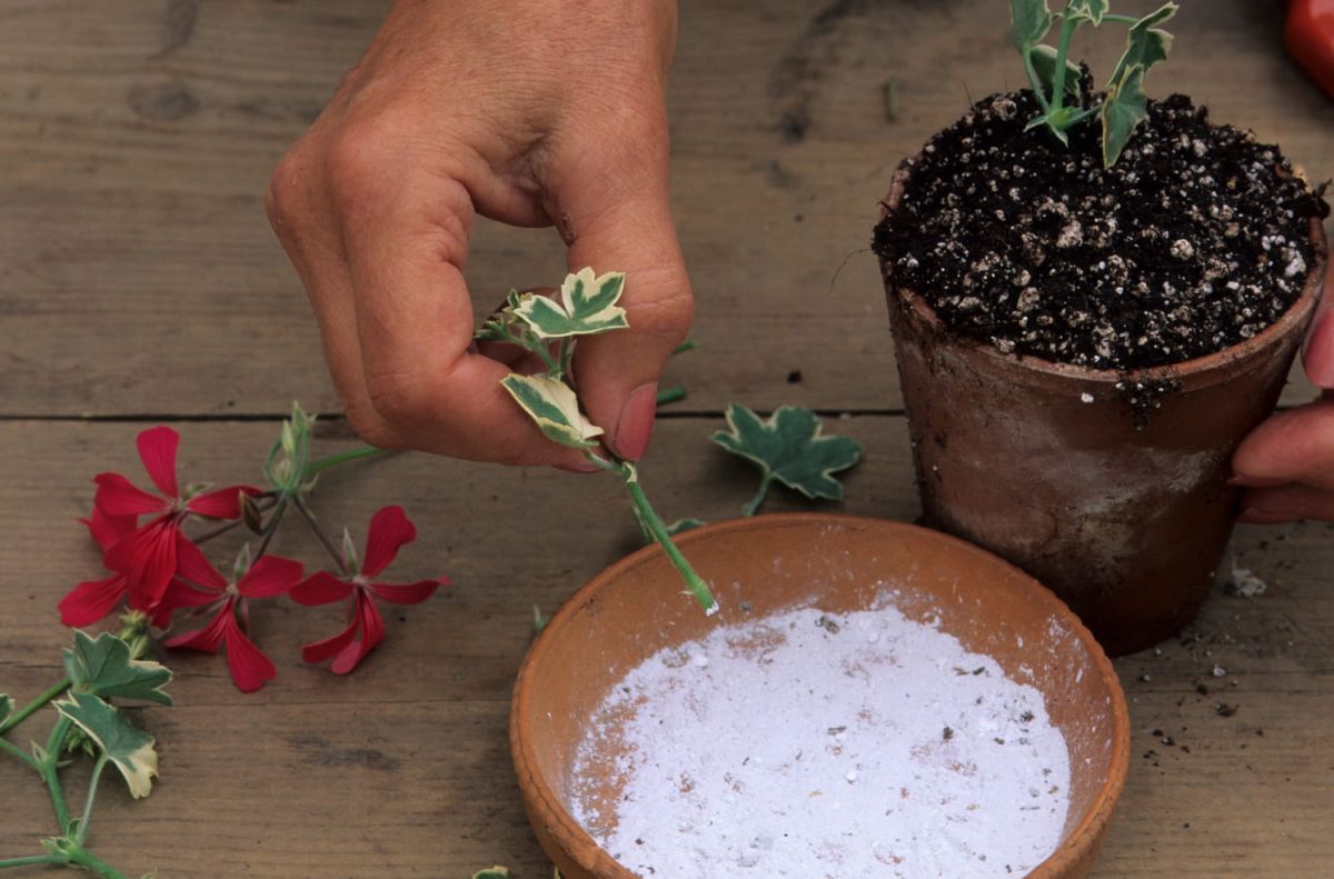 Hormone de bouturage : de quoi s'agit-il ?