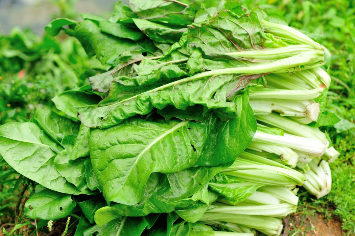 Maximisez votre jardin pendant les jours-feuilles de 2023