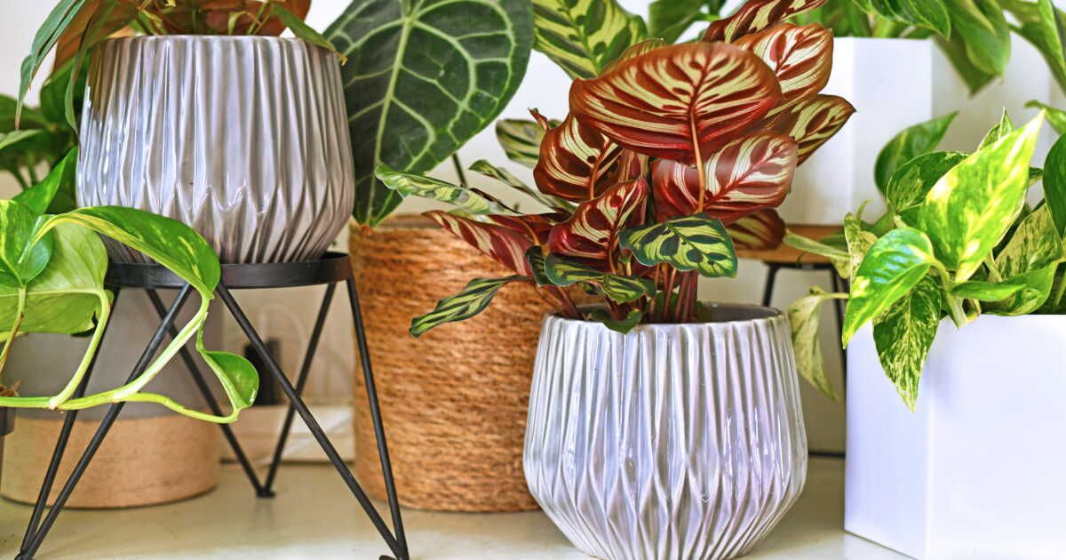 Quelle plante choisir dans un intérieur sombre ?