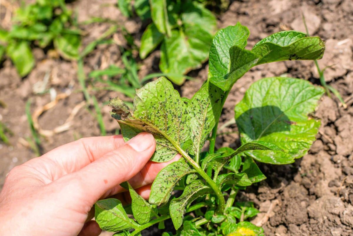 Protégez votre potager avec ces remèdes naturels contre les pucerons