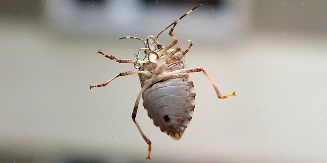 7 méthodes naturelles pour éliminer les punaises sans chimie