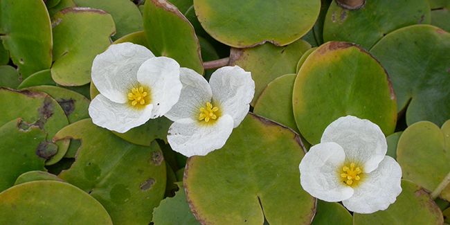 Découvrez la morène : le petit nénuphar des étangs