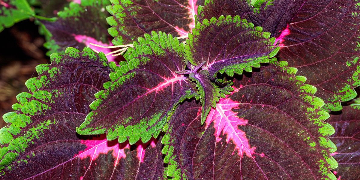 À la découverte du coléus, la plante aux couleurs éclatantes