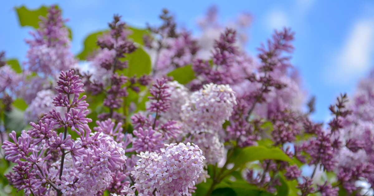 Découvrez comment conserver le lilas toute l’année avec deux techniques révélatrices