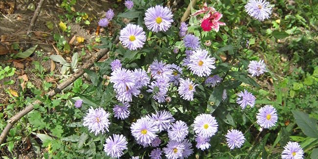 Aster de Virginie (Symphyotrichum novi-belgii) ou vendangeuse
