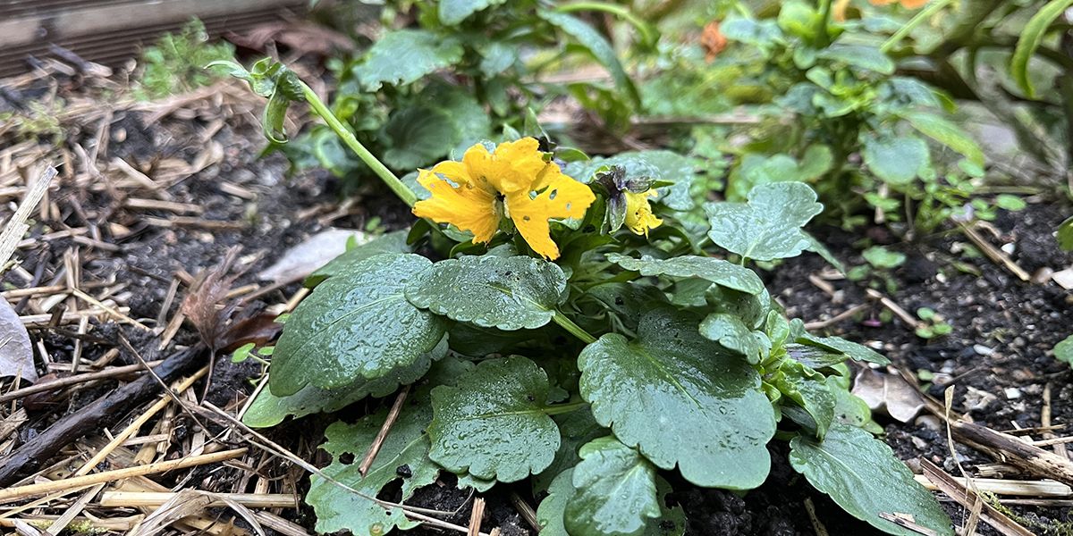 Mes pensées: quand frustration rime avec jardinage