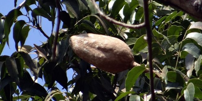 Découverte de l'acajou : un arbre aux multiples richesses