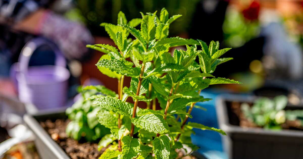 Cinq plantes naturelles pour chasser rats et souris de votre maison