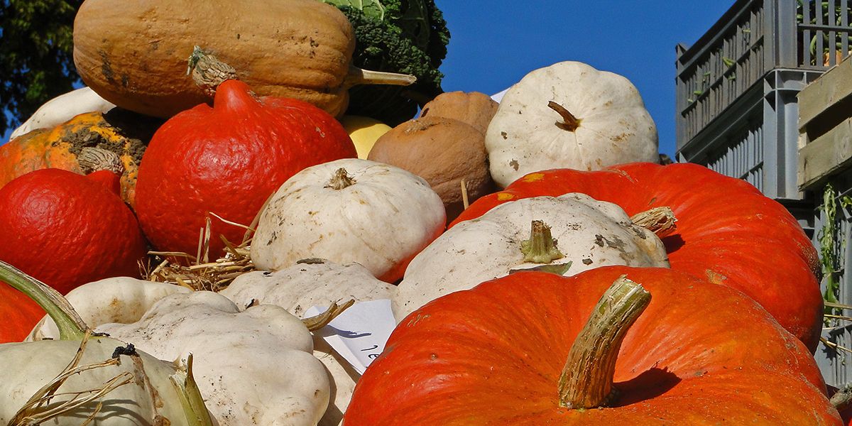 Cucurbitacées : la richesse colorée de cette famille de légumes