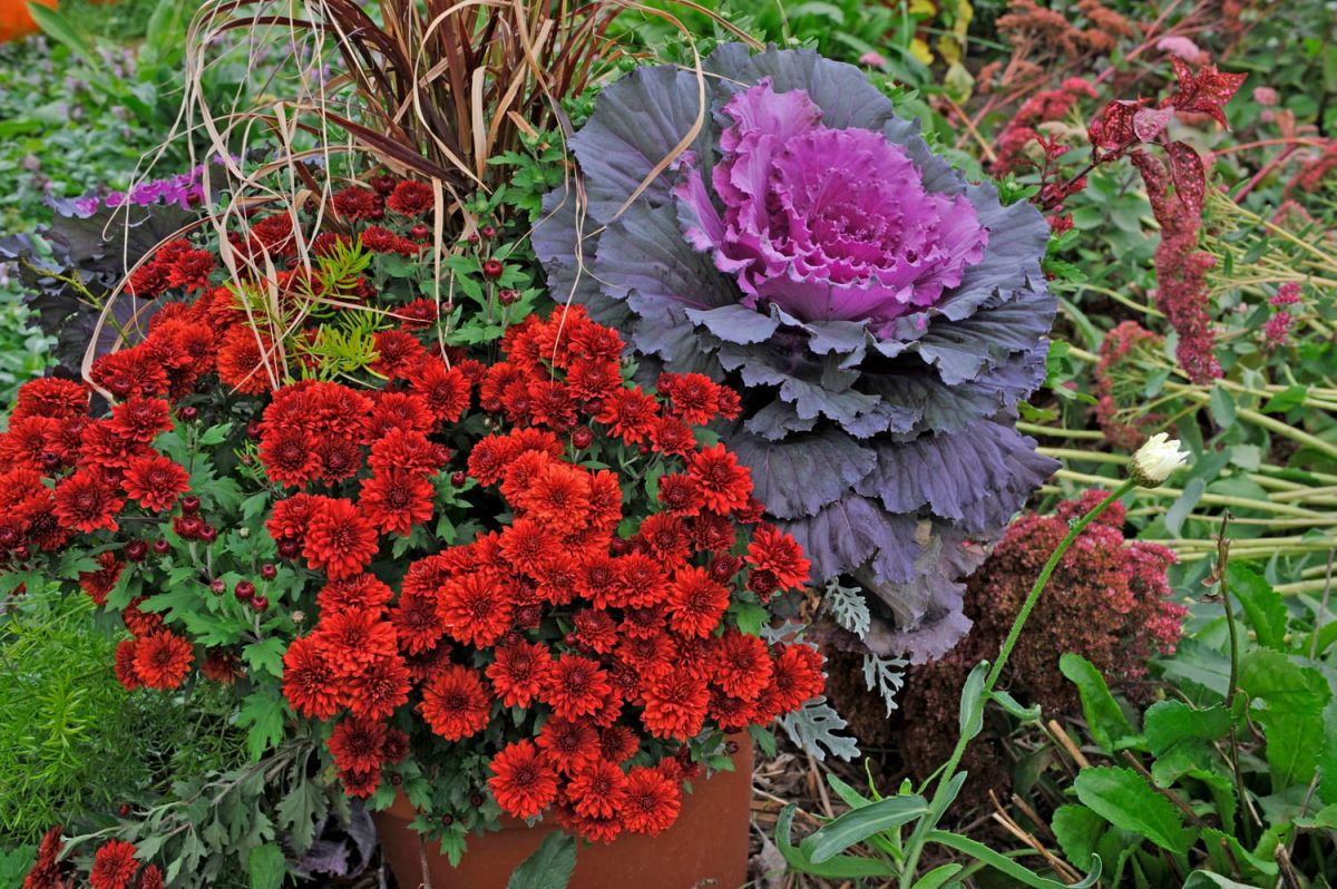 Transformez votre jardin cet hiver avec cette variété étonnante