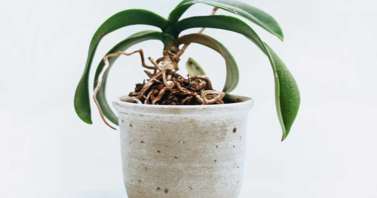 Sauver votre orchidée en détresse : guide expert