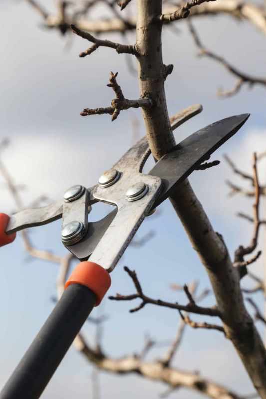 la taille d'arbres fruitiers : attention au cerisier