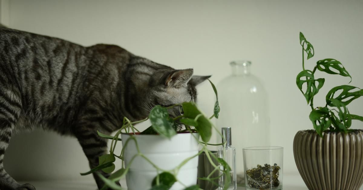 les plantes toxiques pour les chats : un risque inattendu