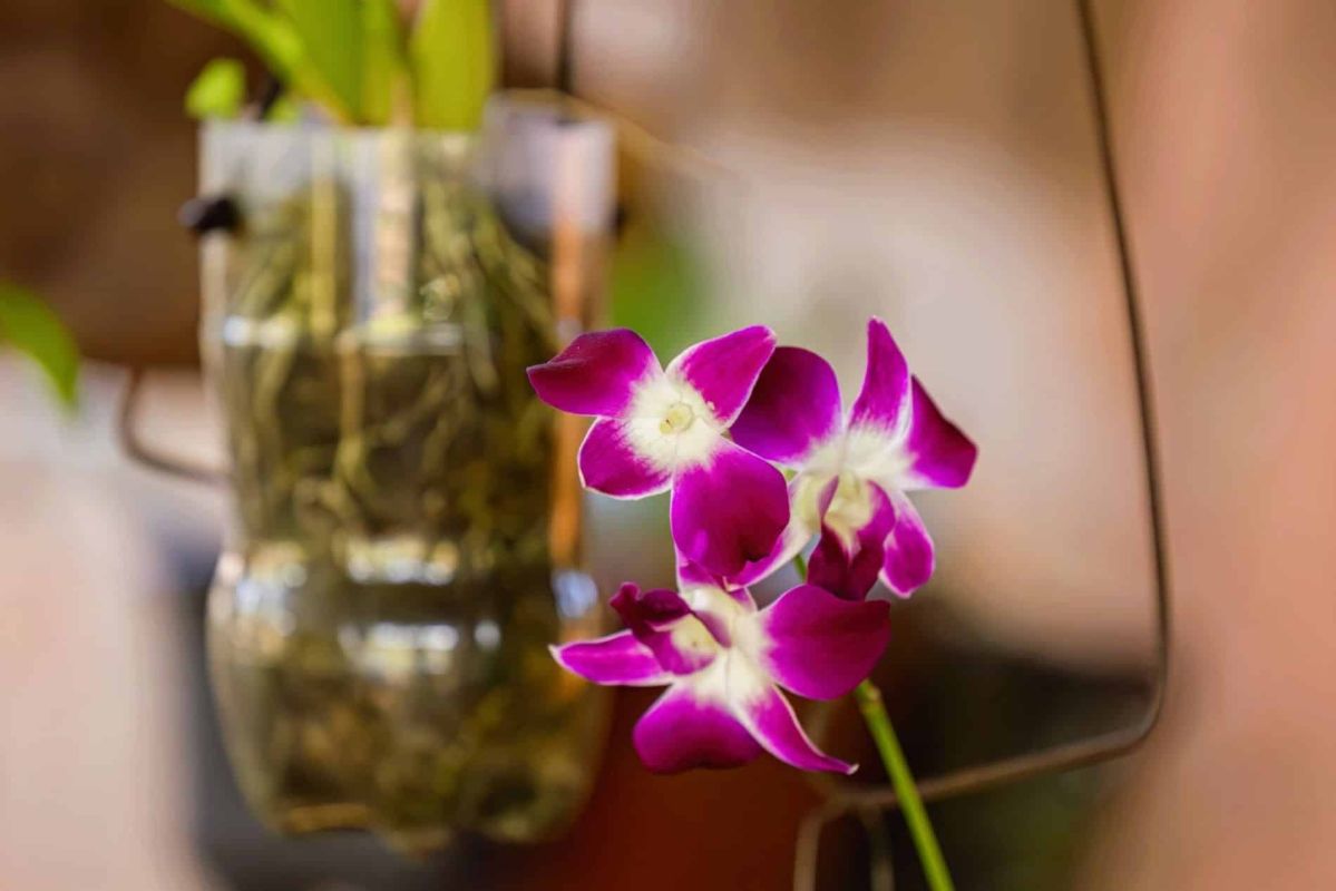 Redonnez vie à votre orchidée fanée avec une simple astuce