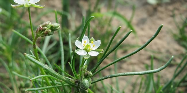 Spergule des champs : un atout vert insoupçonné pour votre sol