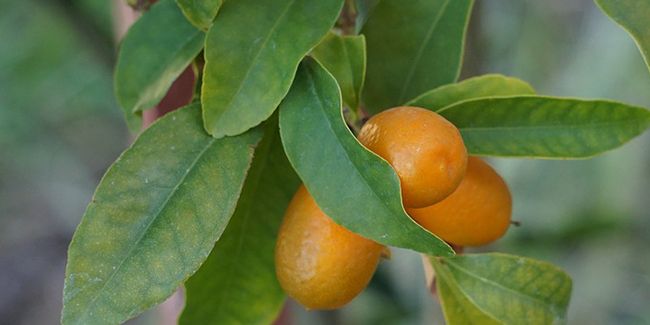Kumquat (Fortunella margarita) : un agrume à savourer entier