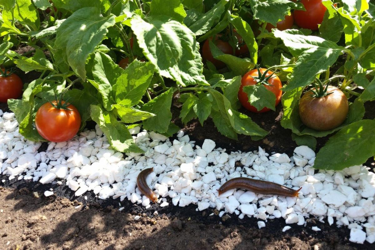 Fin d'été : 3 astuces naturelles pour protéger vos récoltes des limaces