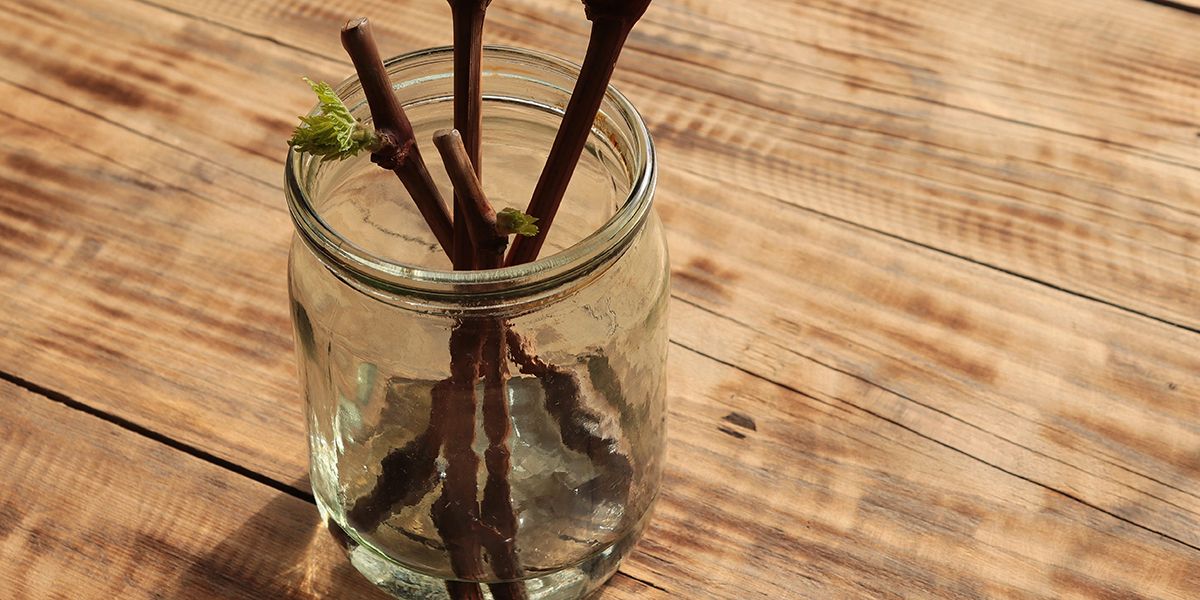 Découvrez 8 recettes naturelles pour des hormones de bouturage maison