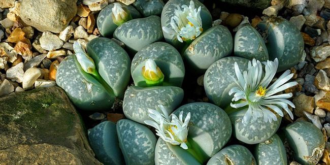Plante caillou : cette succulente qui se camoufle en milieu naturel