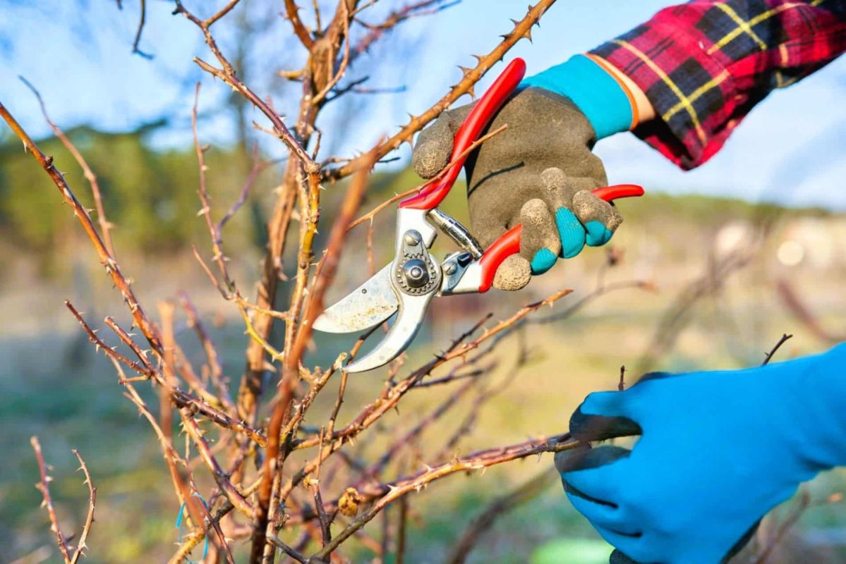 Rosiers en pleine forme : la taille de janvier, un must pour votre jardin