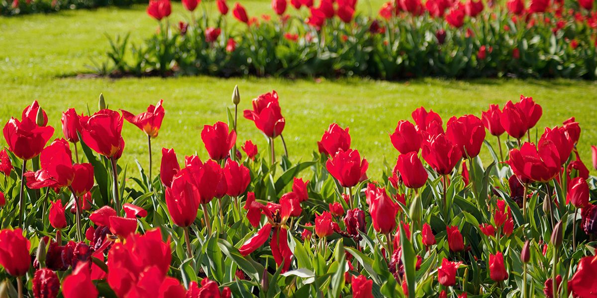 Célébrer le rouge : 15 plantes pour un jardin flamboyant en toutes saisons