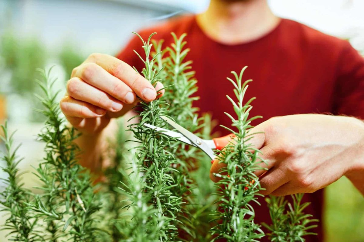 La taille de votre romarin : un geste essentiel avant le printemps